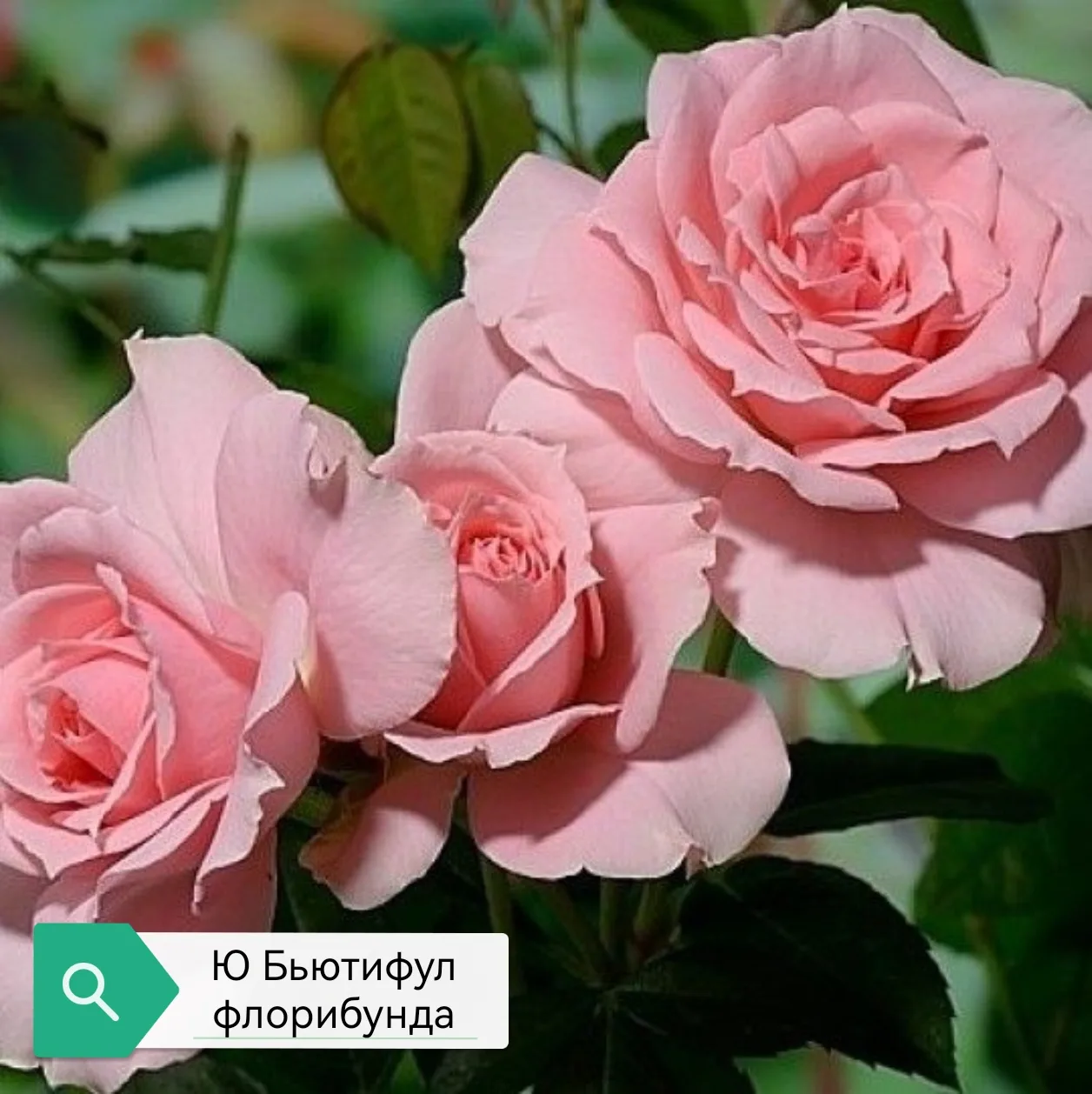 🌹 Горячий сезон осенних посадок роз набирает обороты — и у нас большое, роскошное попо...