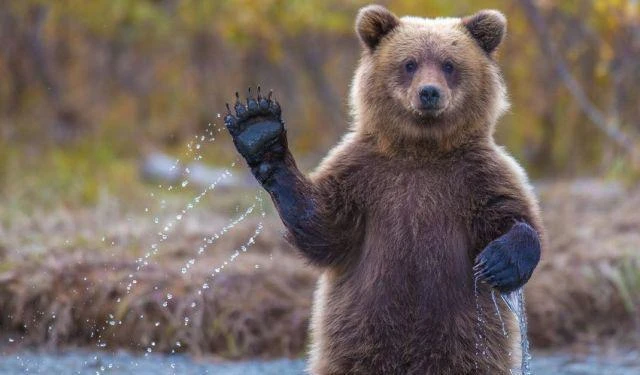🐻 На нашу публикацию о медведе в районе НПОЭ неподалеку от Машгородка отреагировали в ...