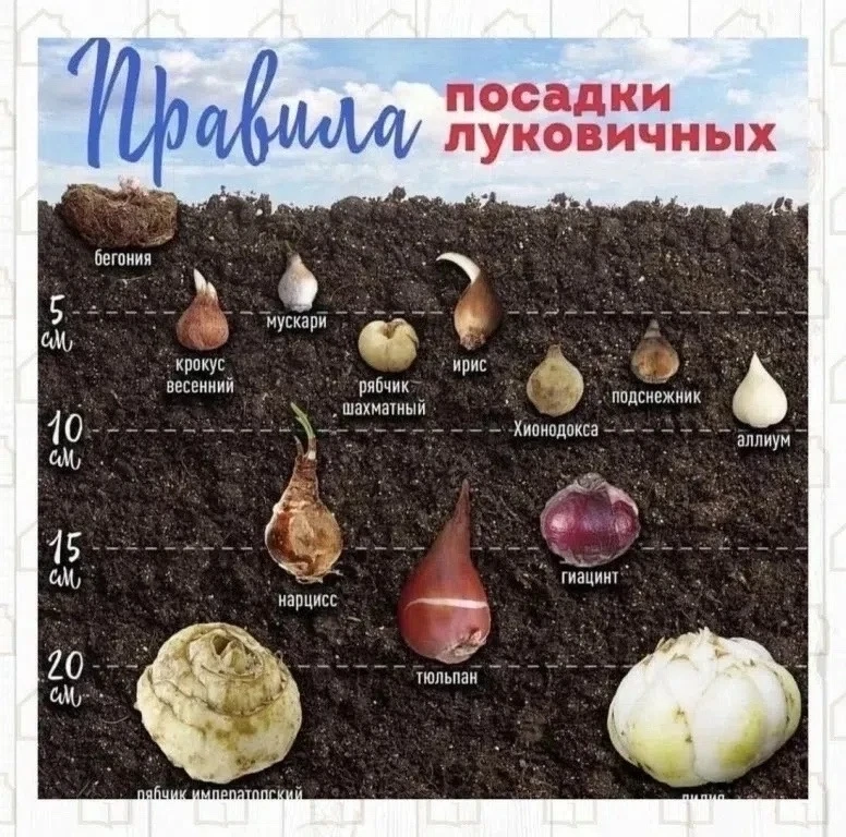 🍂 ОСЕННИЕ ПОСАДКИ: ГОТОВИМ ГРЯДКИ К ВЕСНЕ! 🍂
