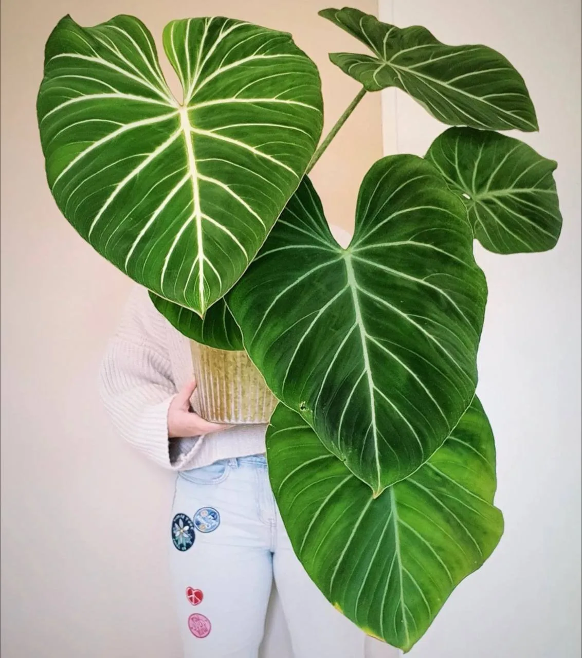 Филодендрон Глориозум Зебра (Philodendron Gloriosum Zebra)🌿