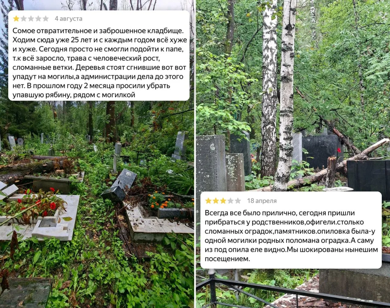 Брат депутата думы Екатеринбурга пилит деревья на городских кладбищах.