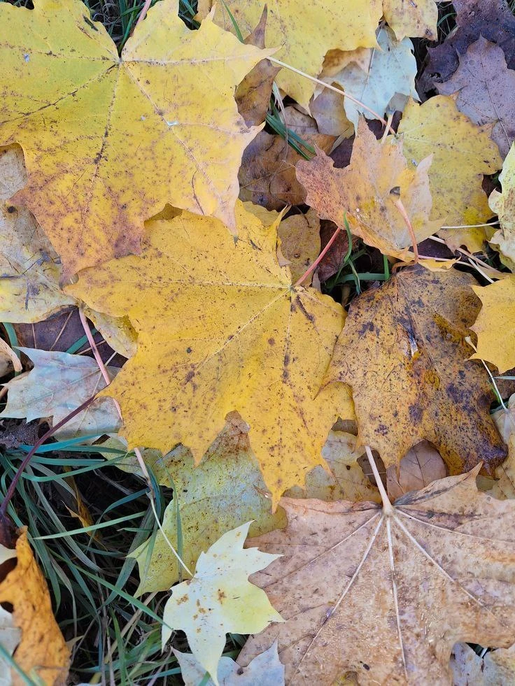 🍂 Никогда не сжигайте опавшие листья