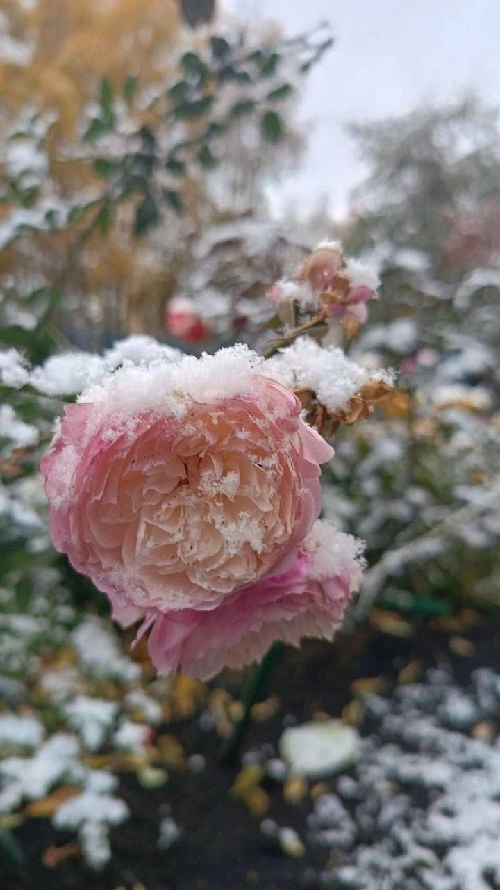 ☃️ Снегопады в Новосибирске продолжатся ещё несколько дней