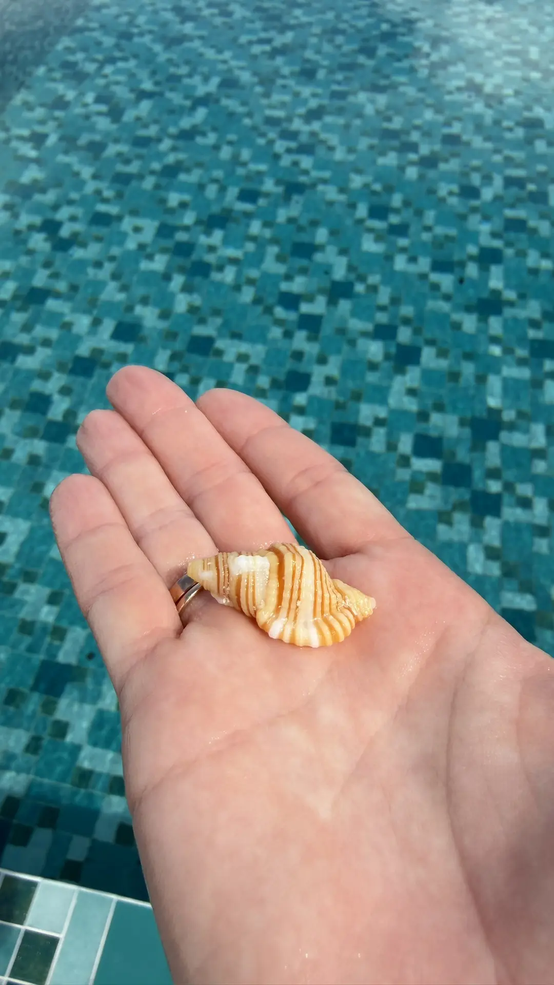 По заданию Ники, ходим и ищем красивые ракушки 🐚