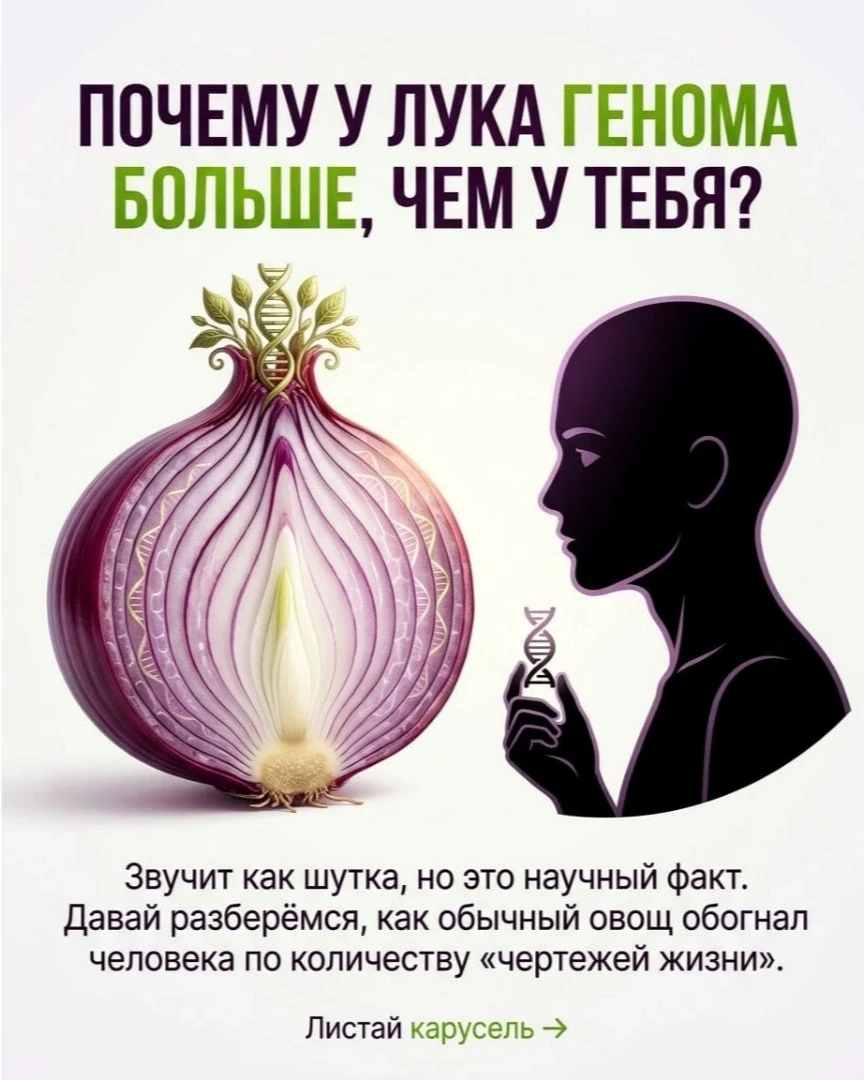 Мы привыкли думать, что человек — венец творения, а его геном — самая сложная и объёмна...