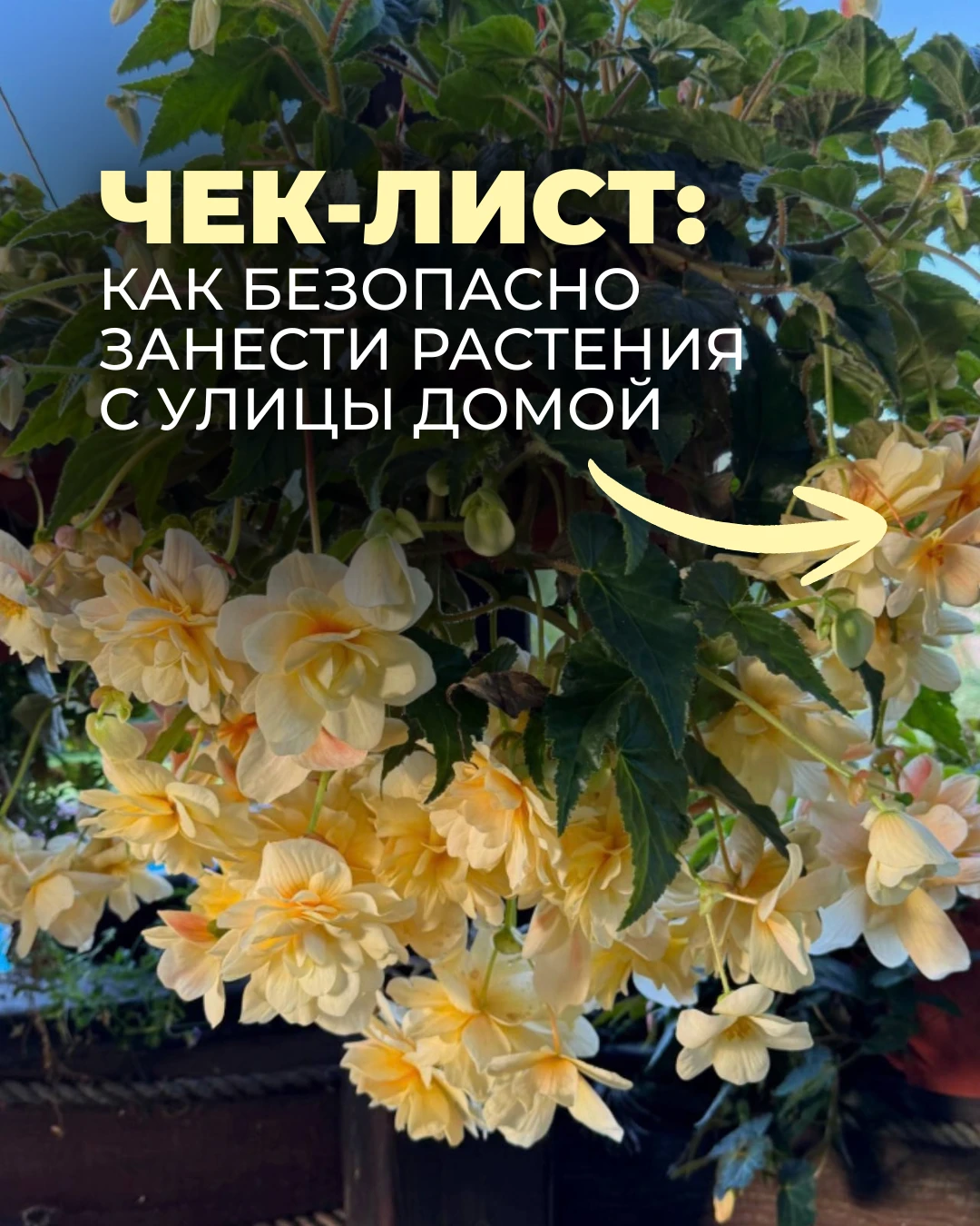 🪴 Забираете растения с улицы домой? Не заносите их сразу в комнату