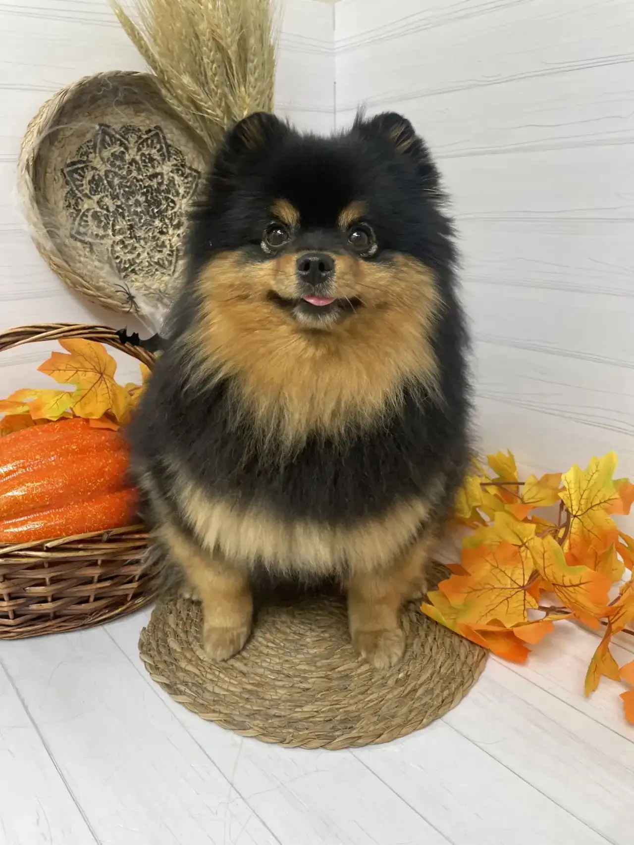 Красотка Мила ищет дом