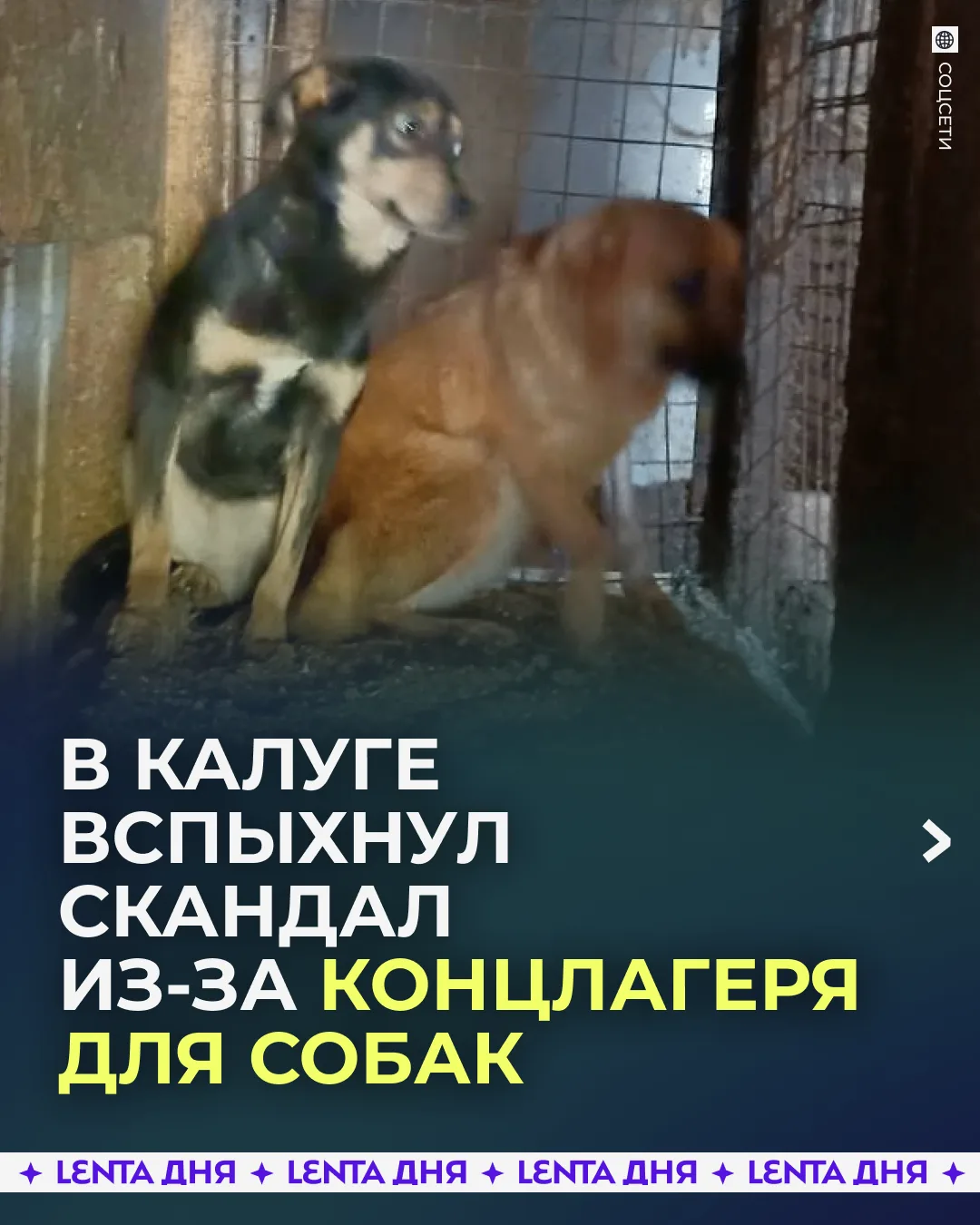 🐶 Приют для собак назвали адом и концлагерем.