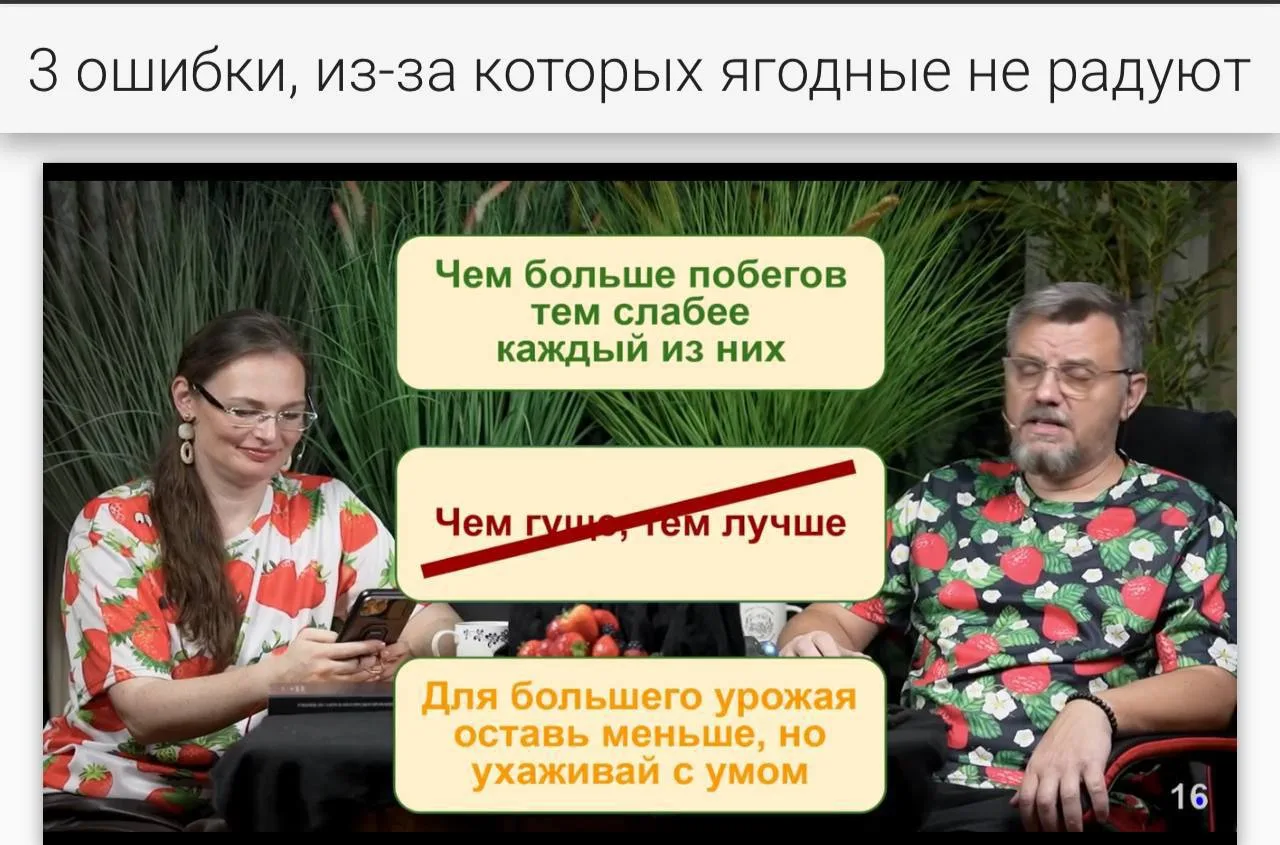 ⅔ садоводов не замечают эту ошибку в уходе за ягодными кустами