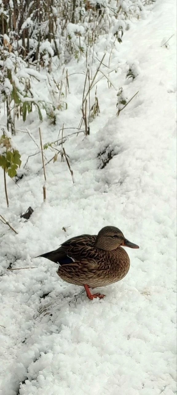 Ровно год назад у нас была зимняя сказка ❄️