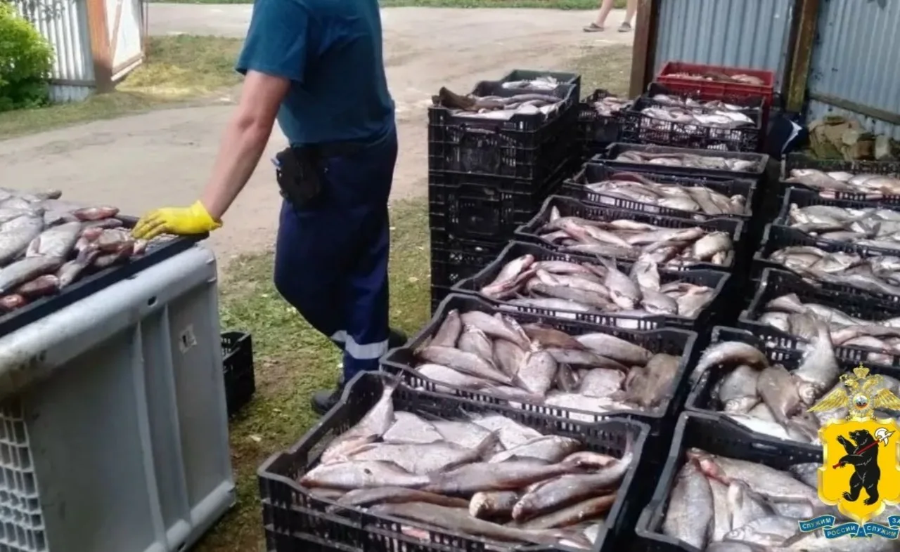 🐟 В Брейтове у предпринимателя изъяли около 40 тысяч экземпляров незаконно добытой рыбы.