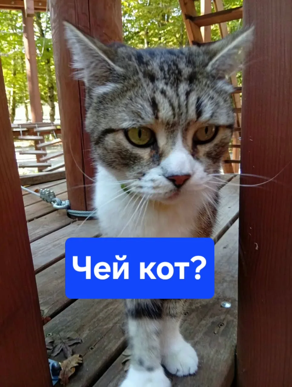 Мои родители нашли кота, кот кастрирован, на нем ошейник, но без адрессника, далее от н...