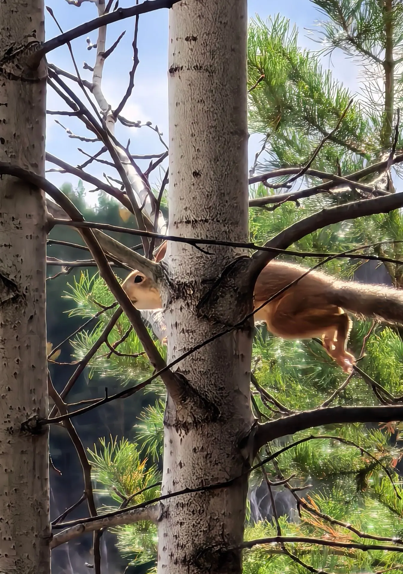 Рыжие подружки 🐿