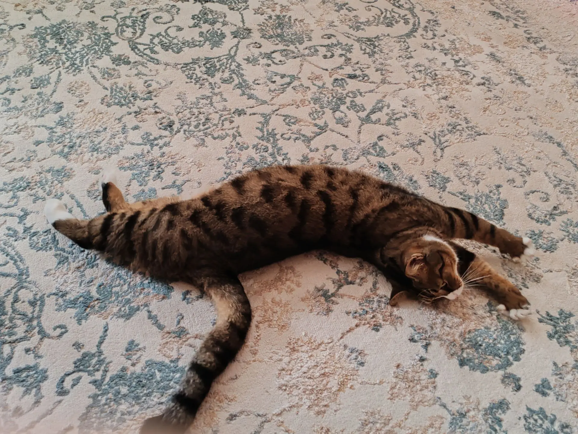 🤎🍂☀️🤎🍂☀️🤎🍂☀️🤎🍂☀️🤎