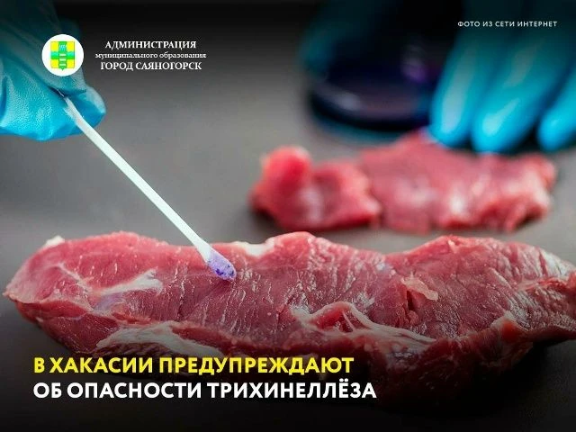 МЯСО ДОБЫТЫХ МЕДВЕДЕЙ ОПАСНО УПОТРЕБЛЯТЬ В ПИЩУ