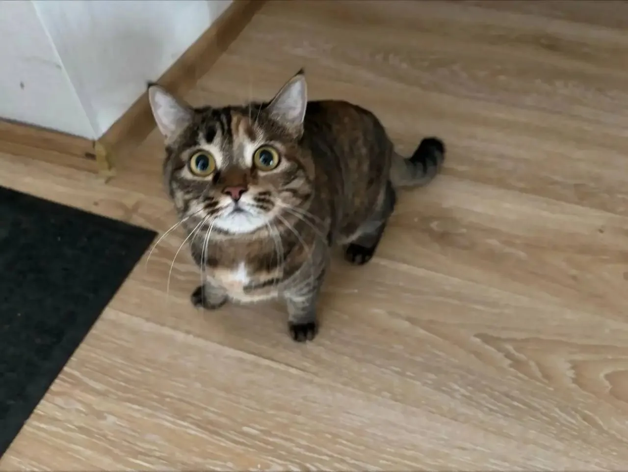 🐈‍⬛ #потеряшкишанхая