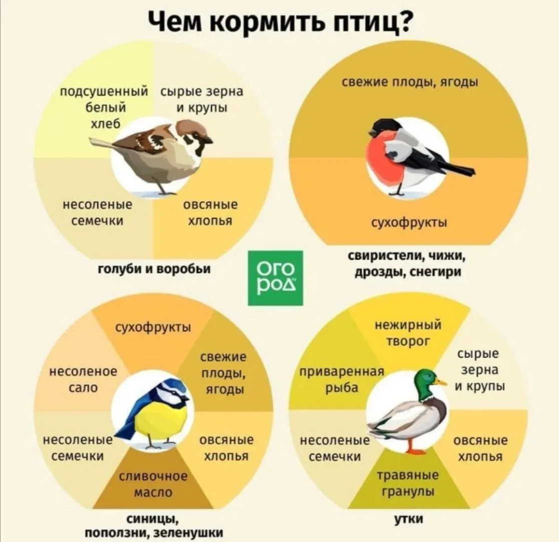 Увидела, как семья кормит уток овсянкой, и порадовалась.🦆🦆🦆