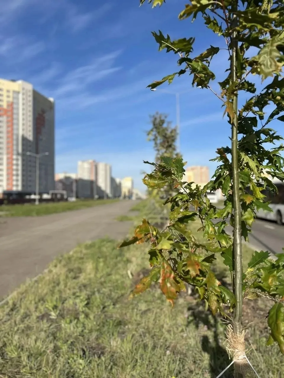 🌳 В Белане высадили 150 молодых деревьев