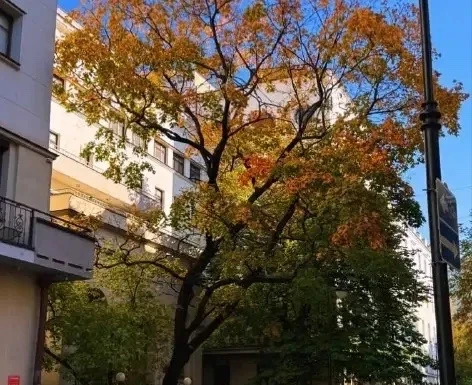 🌿 Осеннее дерево на Бронной