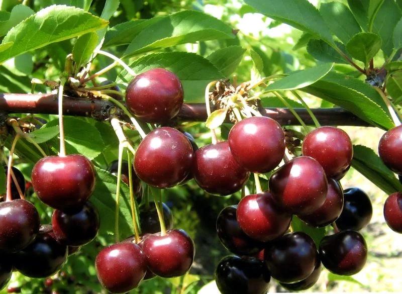🍒 Саженцы вишни «Лозновская» — щедрый урожай для вашего сада!- Крупные, сочные плоды: ...