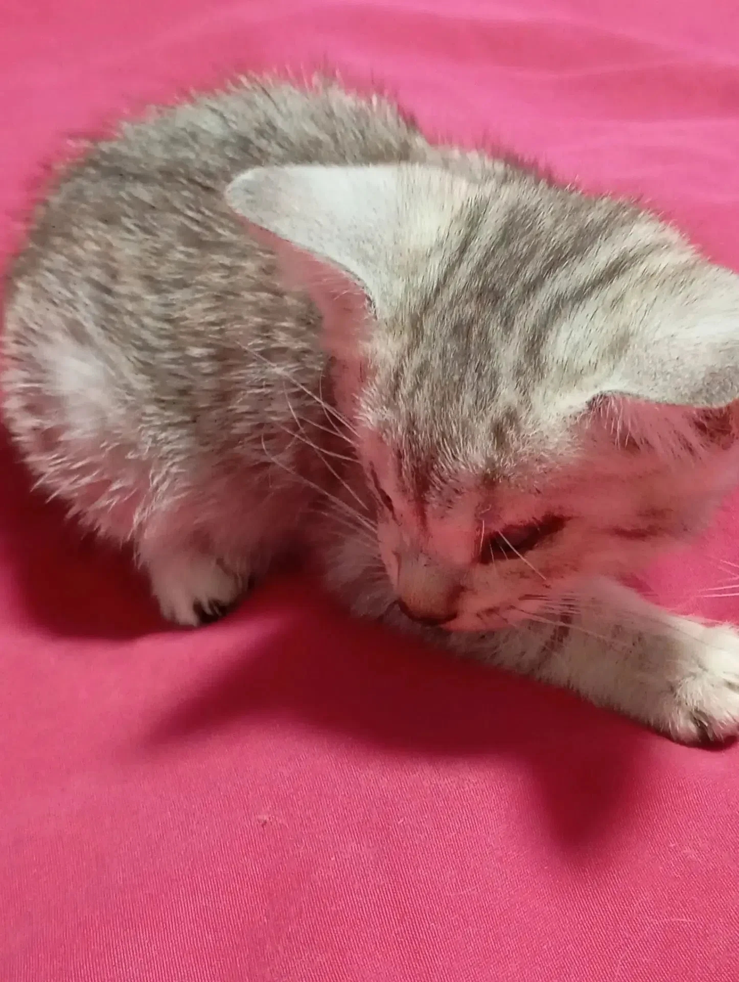 🐱 Ищем добрые руки для особенного котёнка!