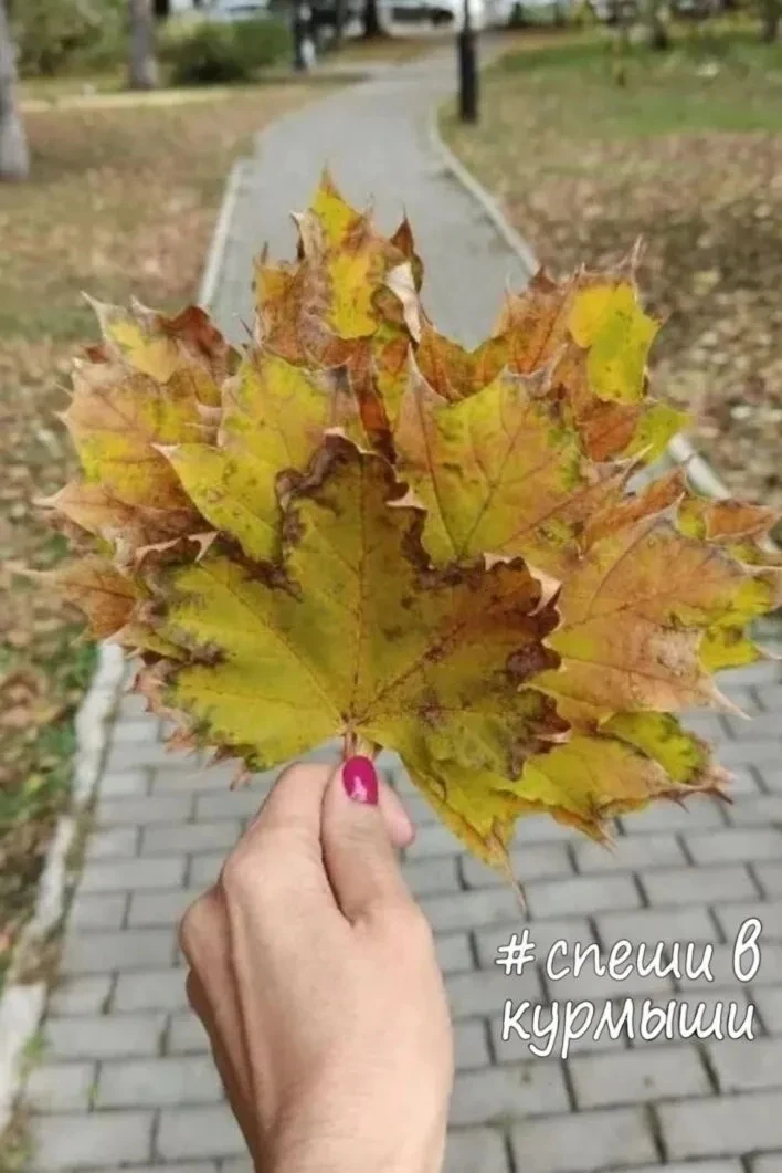 Сегодня день собирания осенних листьев!