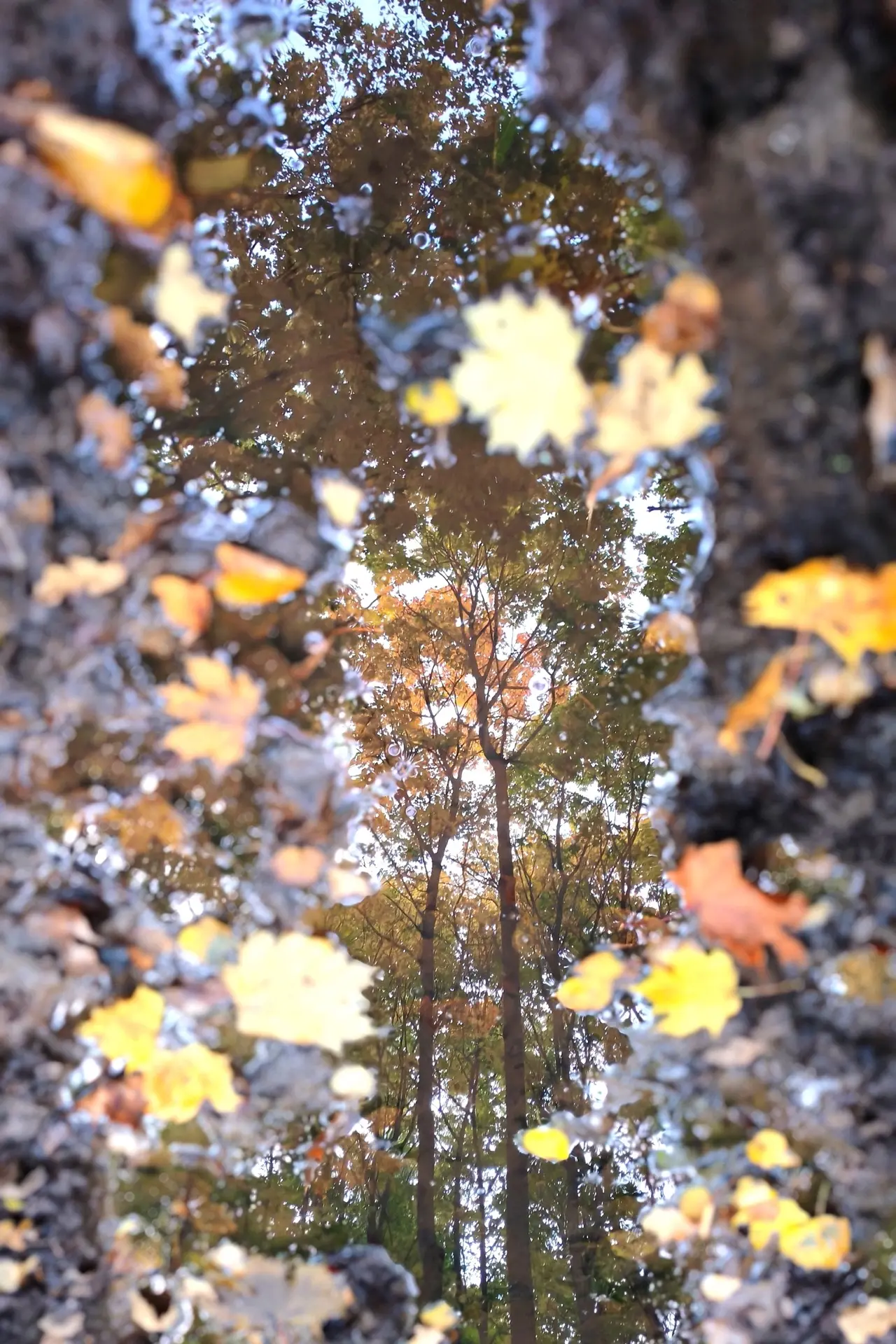 Осень - сквозь отражение в луже🍁