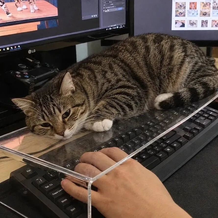 🐈 В сети вирусятся чехлы на клавиатуру для котов