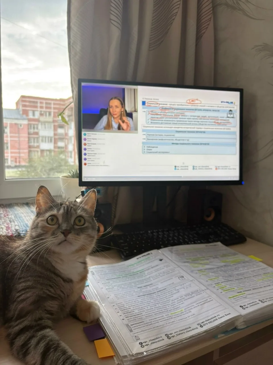 Кошатники притягивают кошатников 🐈