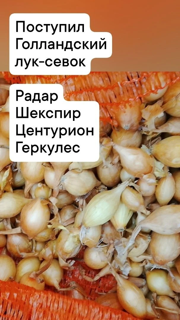 Поступил ГОЛЛАНДСКИЙ ЛУК-СЕВОК 950р кг