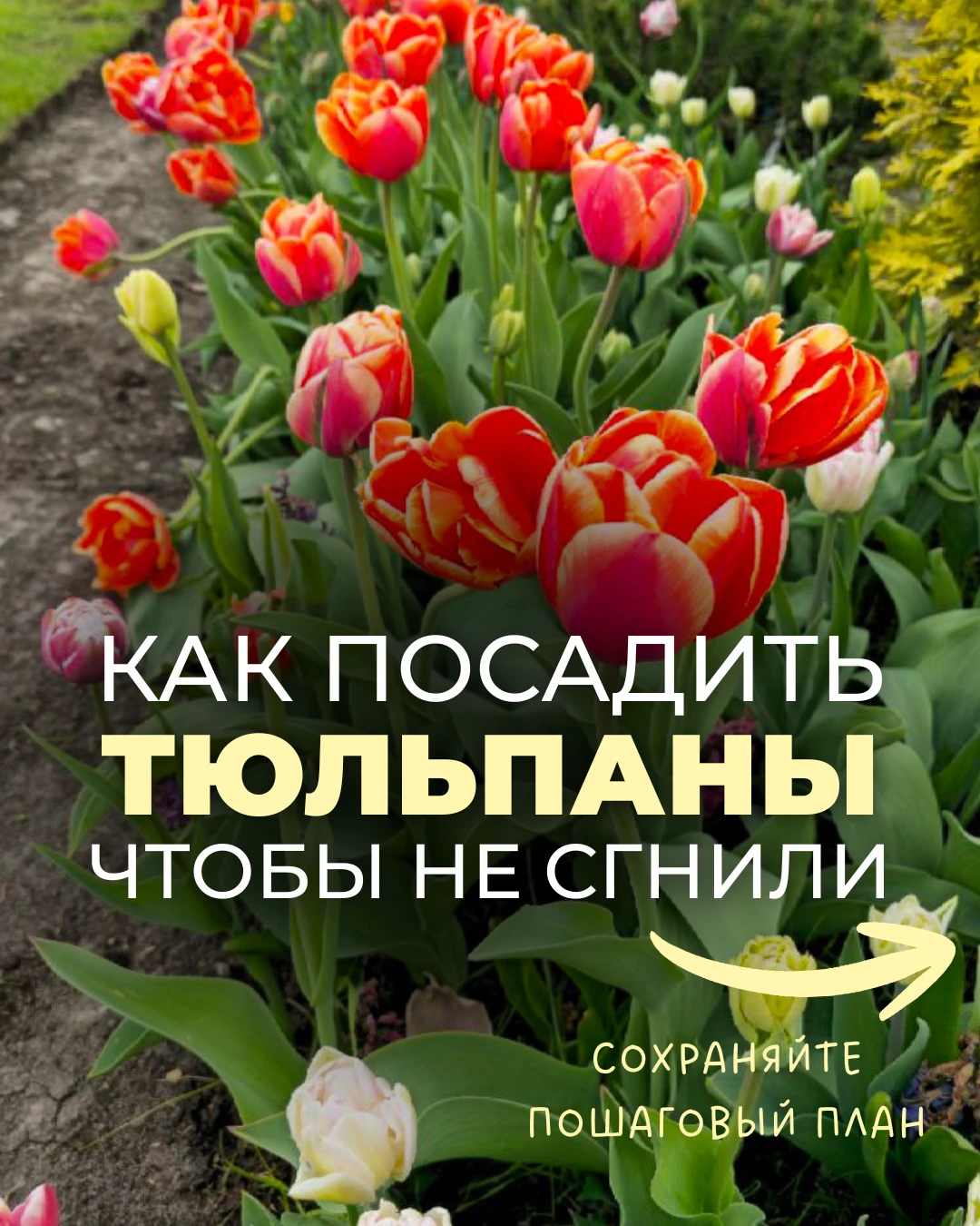 КАК ПРАВИЛЬНО ПОСАДИТЬ ТЮЛЬПАНЫ ОСЕНЬЮ?