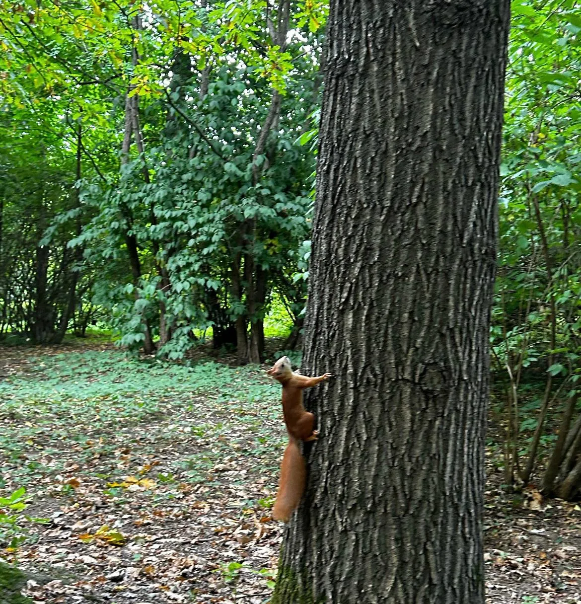 Немного красоты из нашего дендропарка 🌳