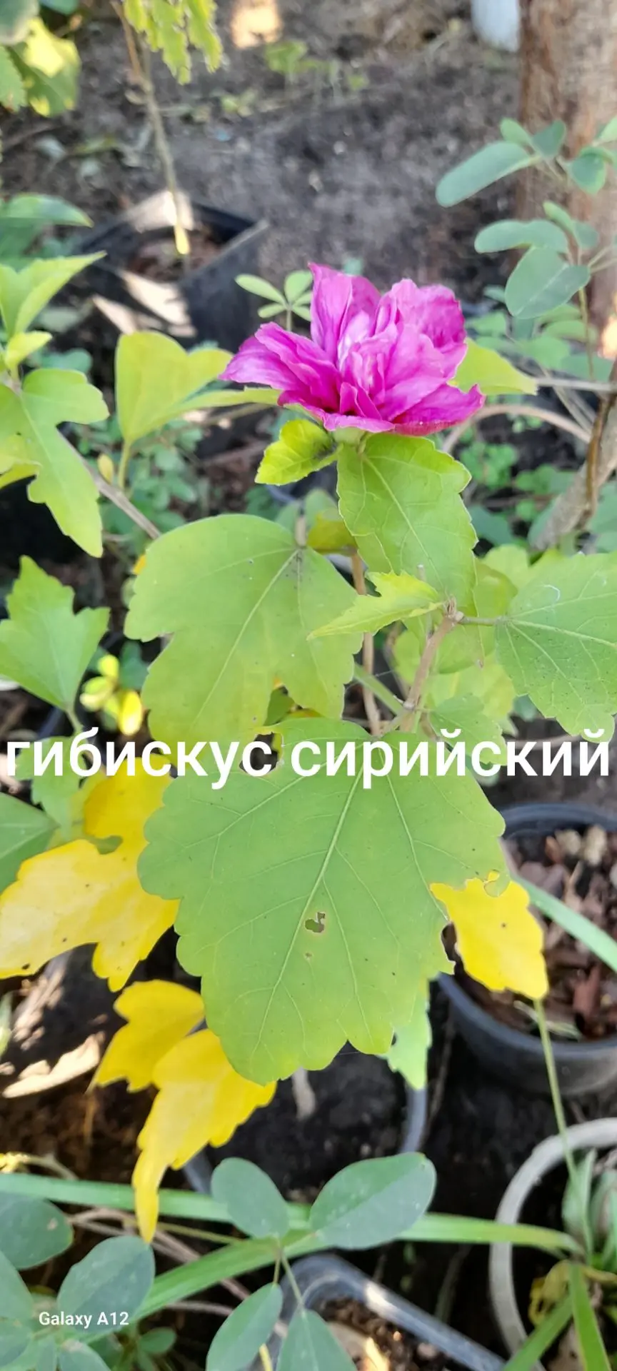 Лист уже желтеет, а цветы не сдаются. Это Краснодар.