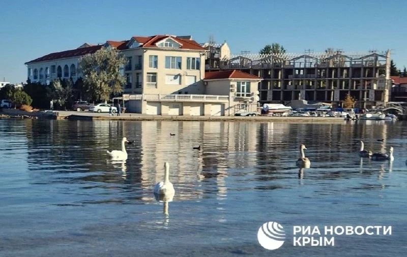 🦢 В Севастополь на зимовку прилетели лебеди.