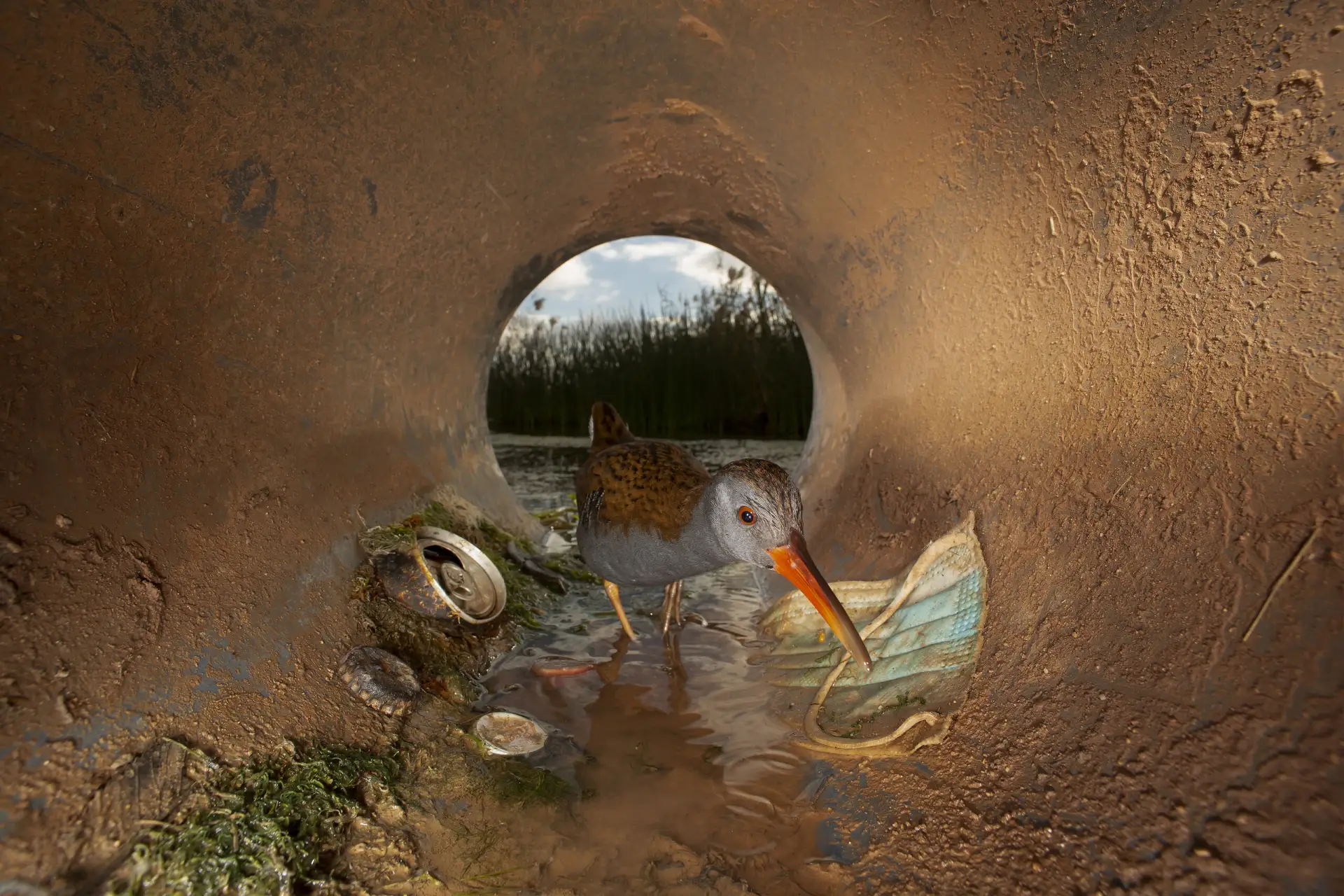 Птица в трубе с мусором и куница среди бетона: итоги фотоконкурса EEA Resilient by Nature