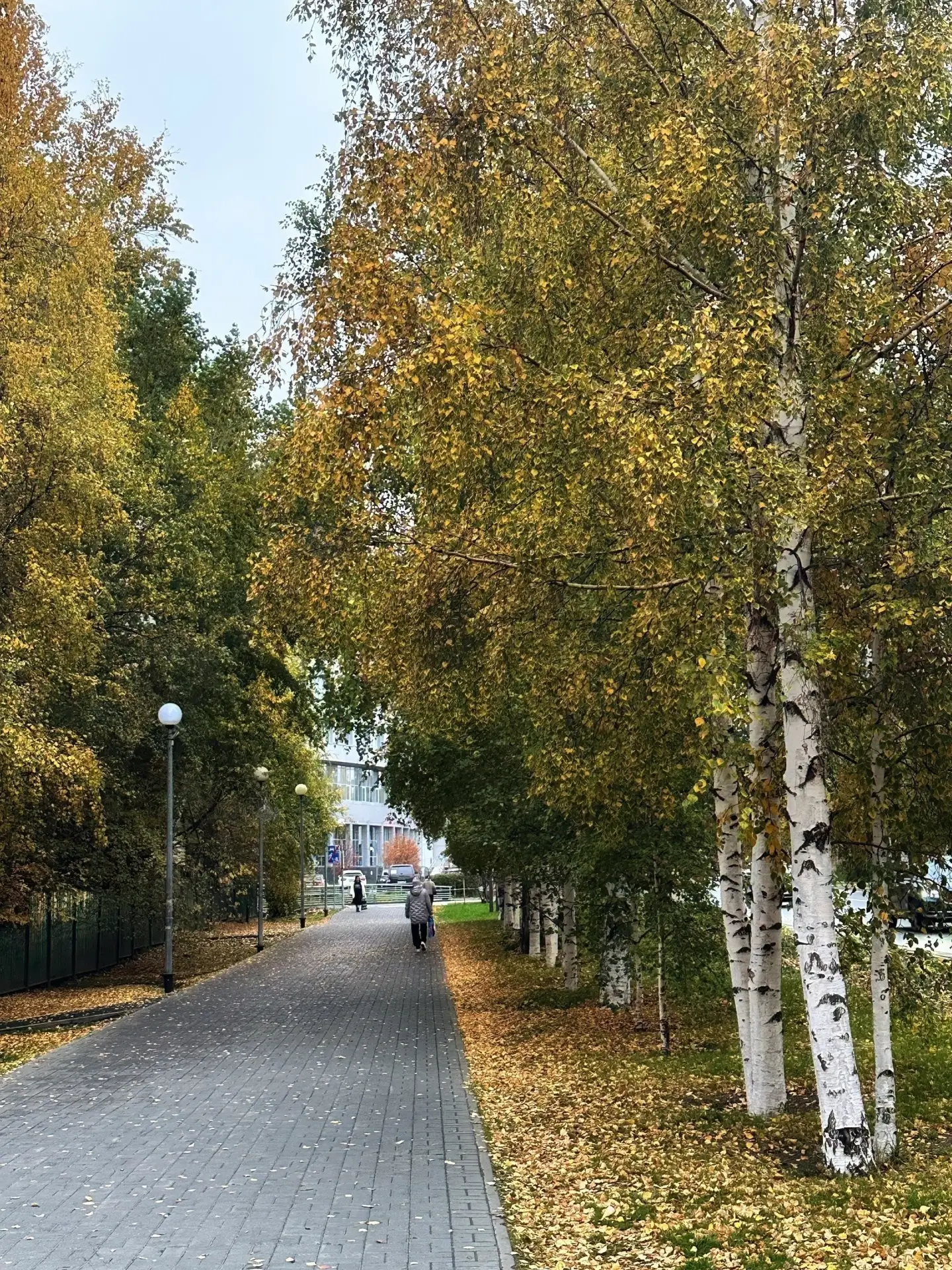 Золотая осень в городе🍁🍂