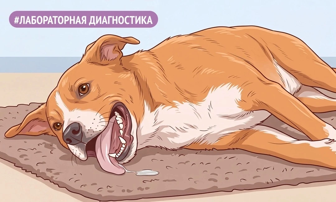 📌 ВЫПОТ В ГРУДНУЮ ПОЛОСТЬ У СОБАК И КОШЕК