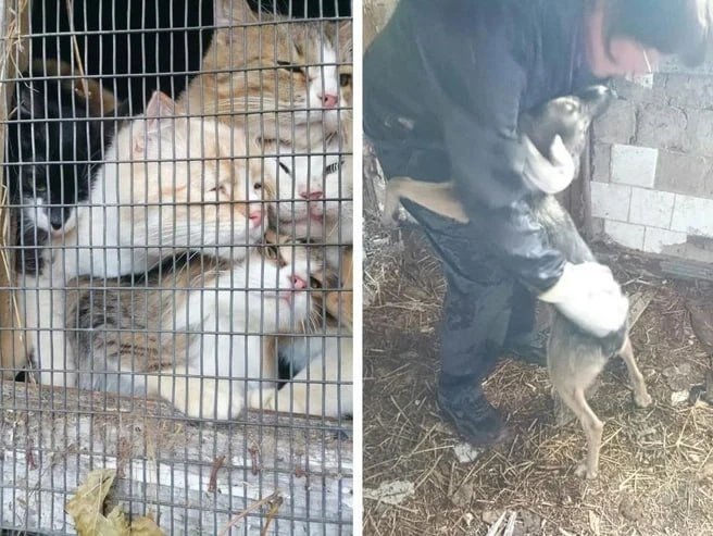 ❗️Почти 80 кошек и собак остались без присмотра после страшного ДТП под Казанью