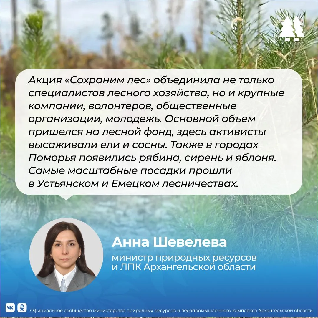 🌱🌳 В Поморье в рамках Всероссийской акции «Сохраним лес» высажено 113 тысяч деревьев