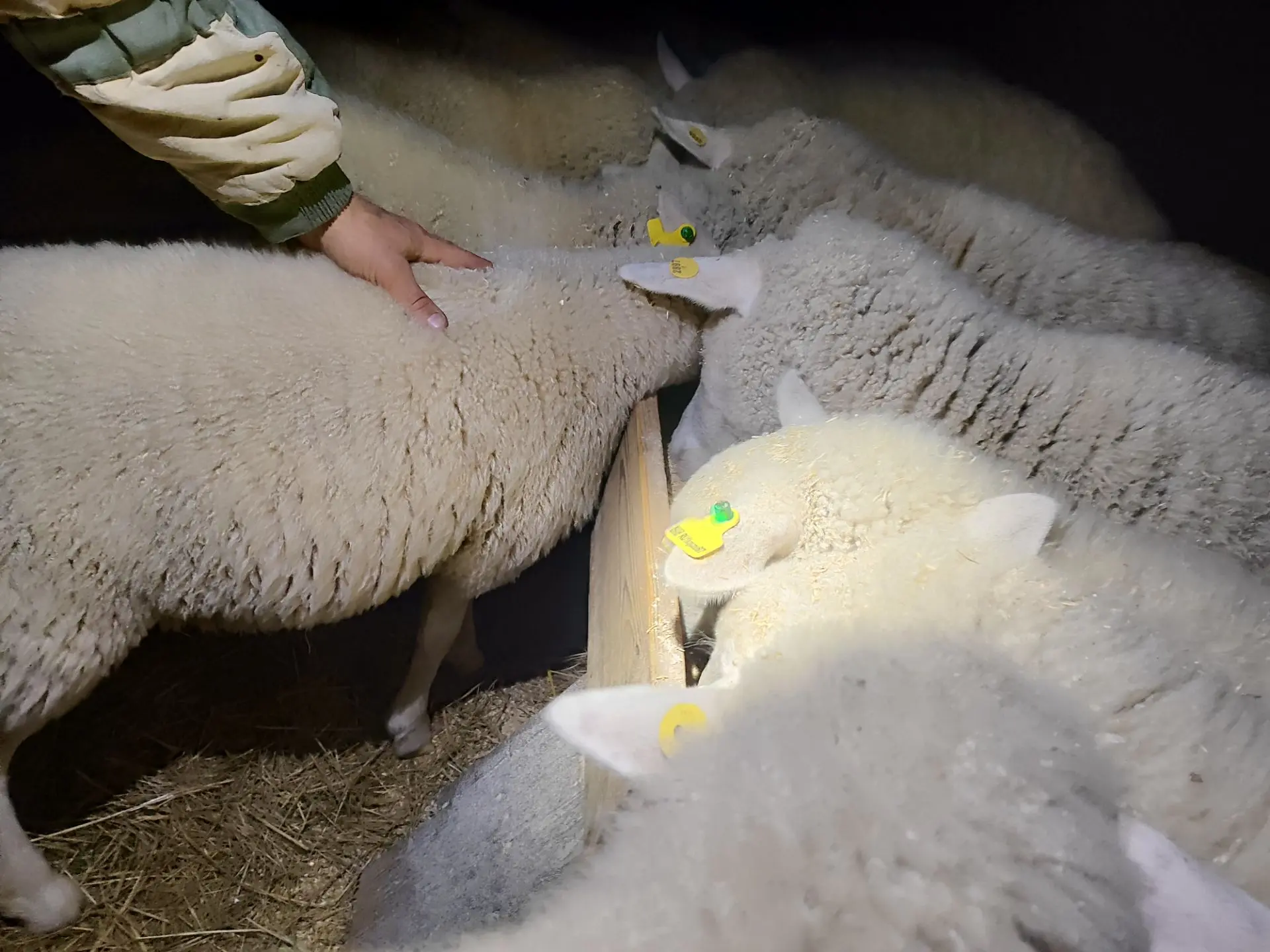 Девки и ребята накормлены и напоины, Лялька потискана. ❤🐑💯