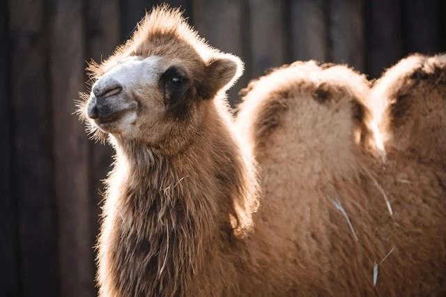 🐪В знак дружбы: Казанский зооботсад получил в подарок двух верблюдов из Калмыкии