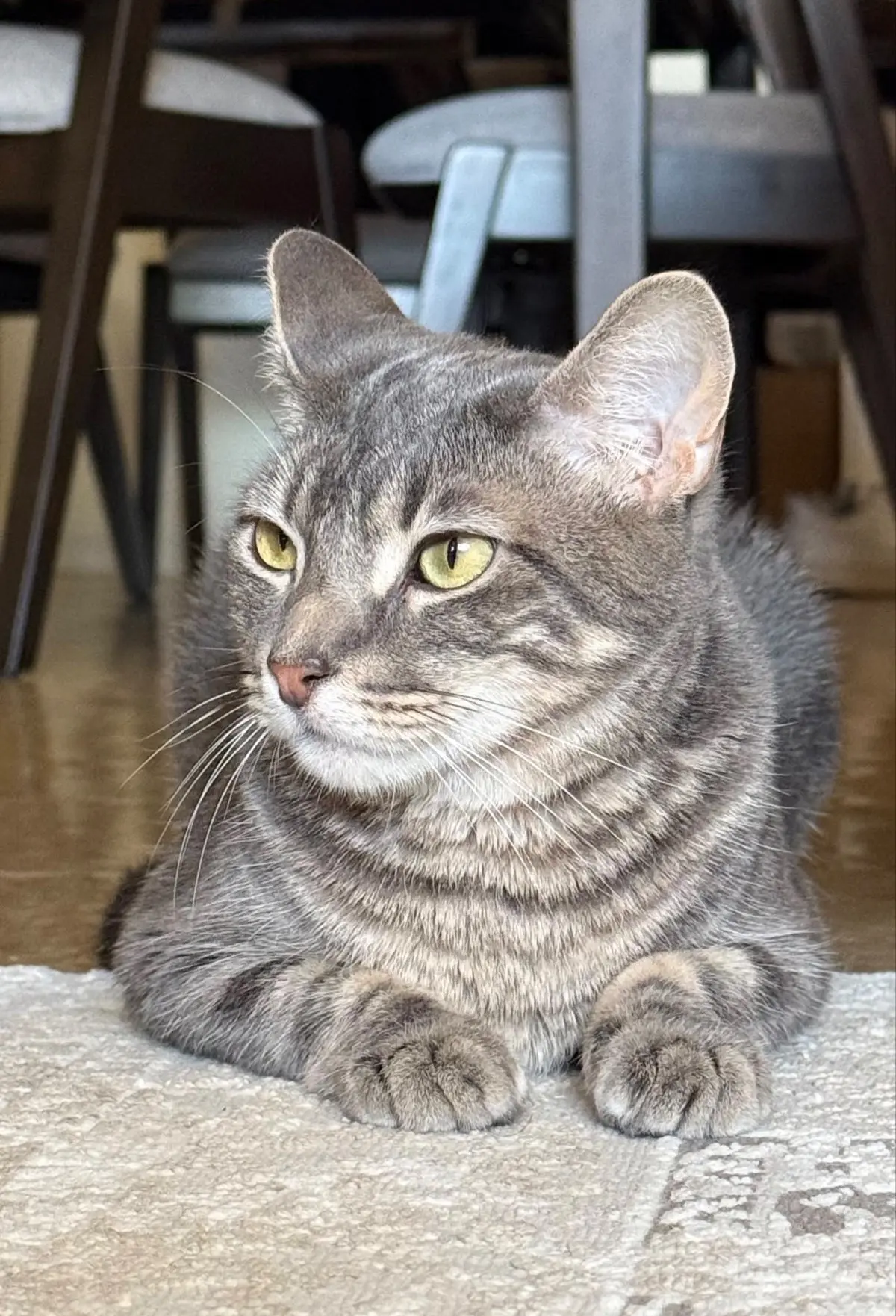 #КотикПодписчика 🥰