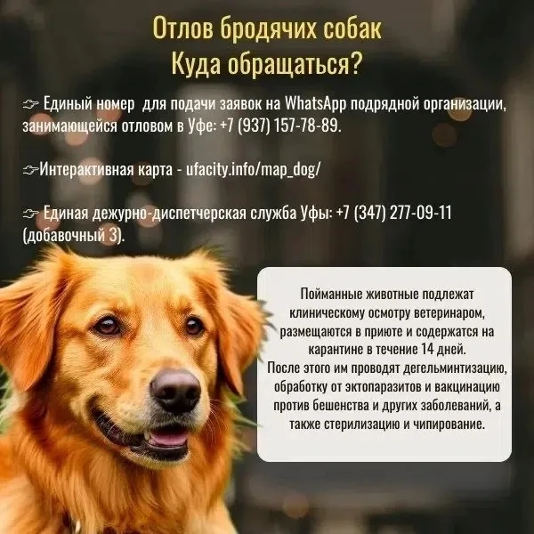 Отлов бродячих собак. Куда обращаться?