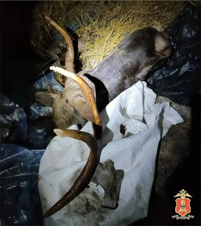 В Красном Холме задержали браконьера, застрелившего лося