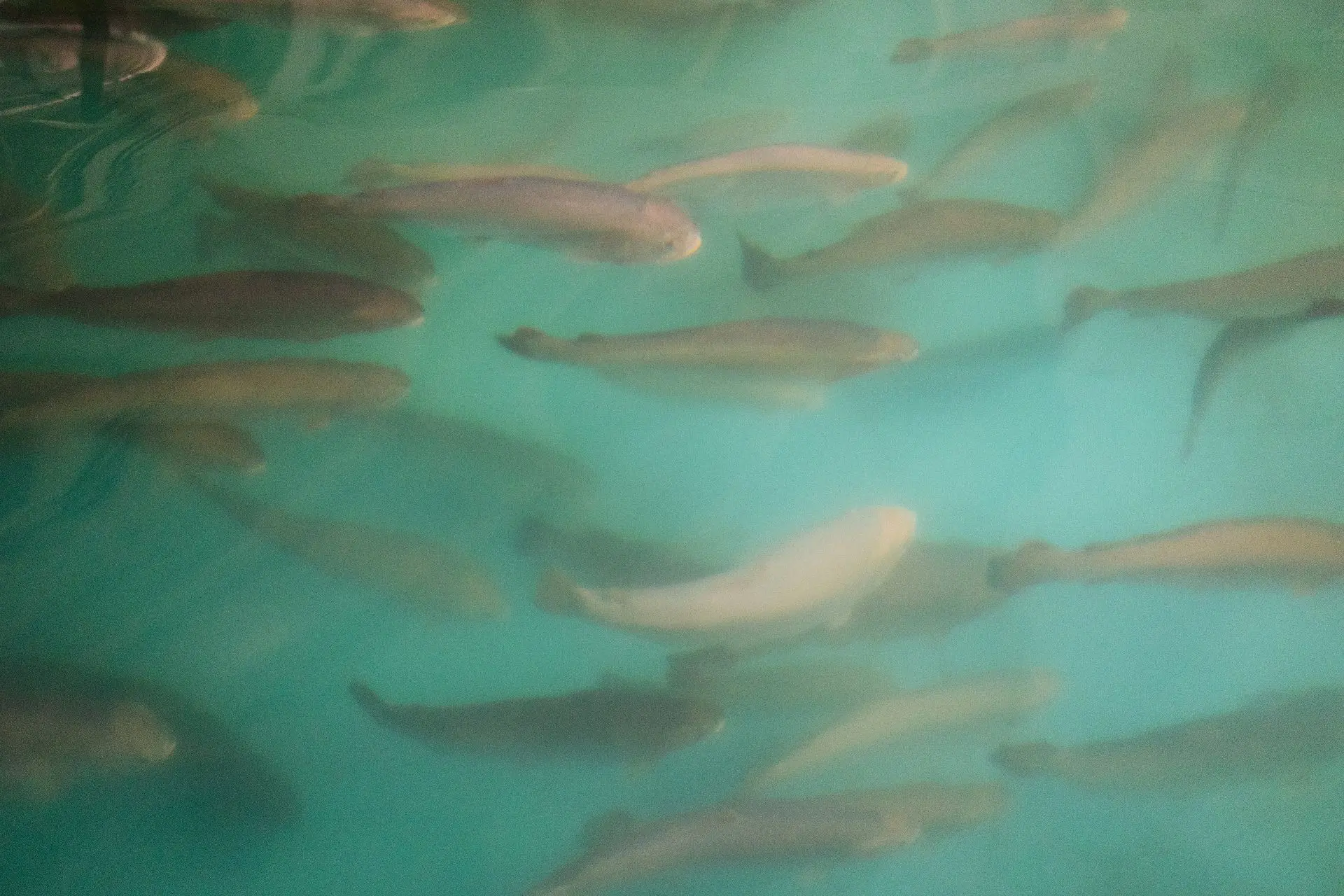 🐟 В Обь выпустили 22 тысячи мальков муксуна после вмешательства прокуратуры