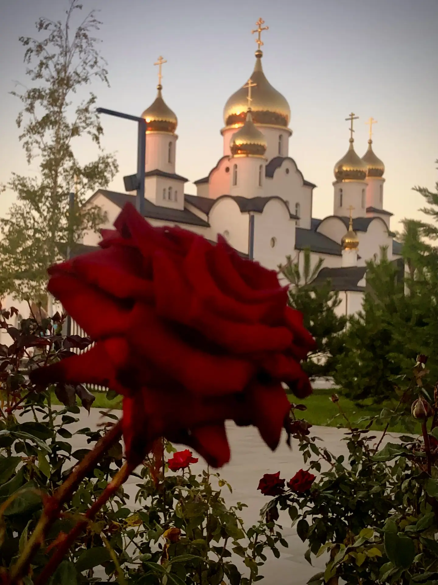 Мир прекрасен. Особенно Розы на закате в Крещенском Парке ❤️
