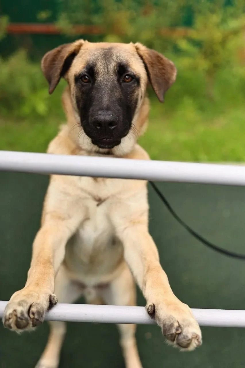 🧠🐶 Ему ещё нет и года, а он уже настоящий маленький гений! Знакомьтесь, это Болид! ❤️