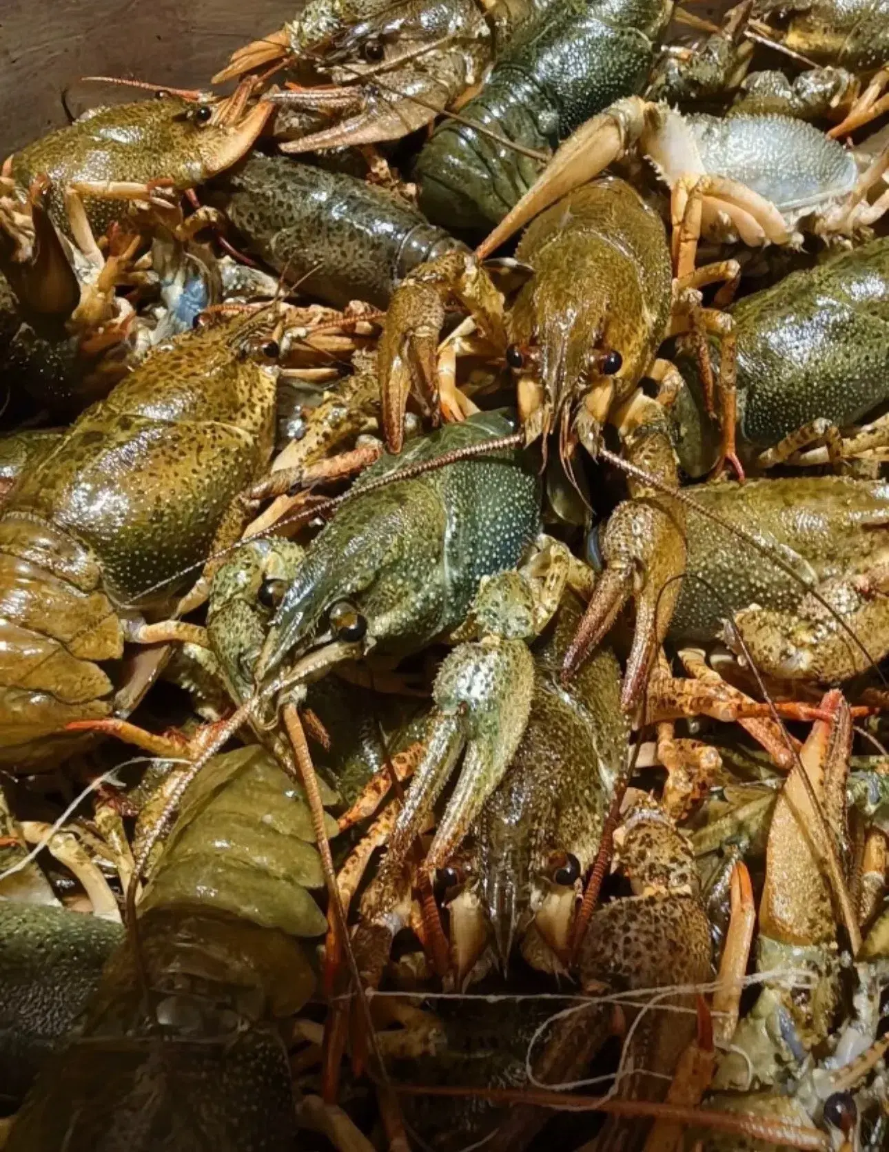 🦞 Живые раки!!! 🦞