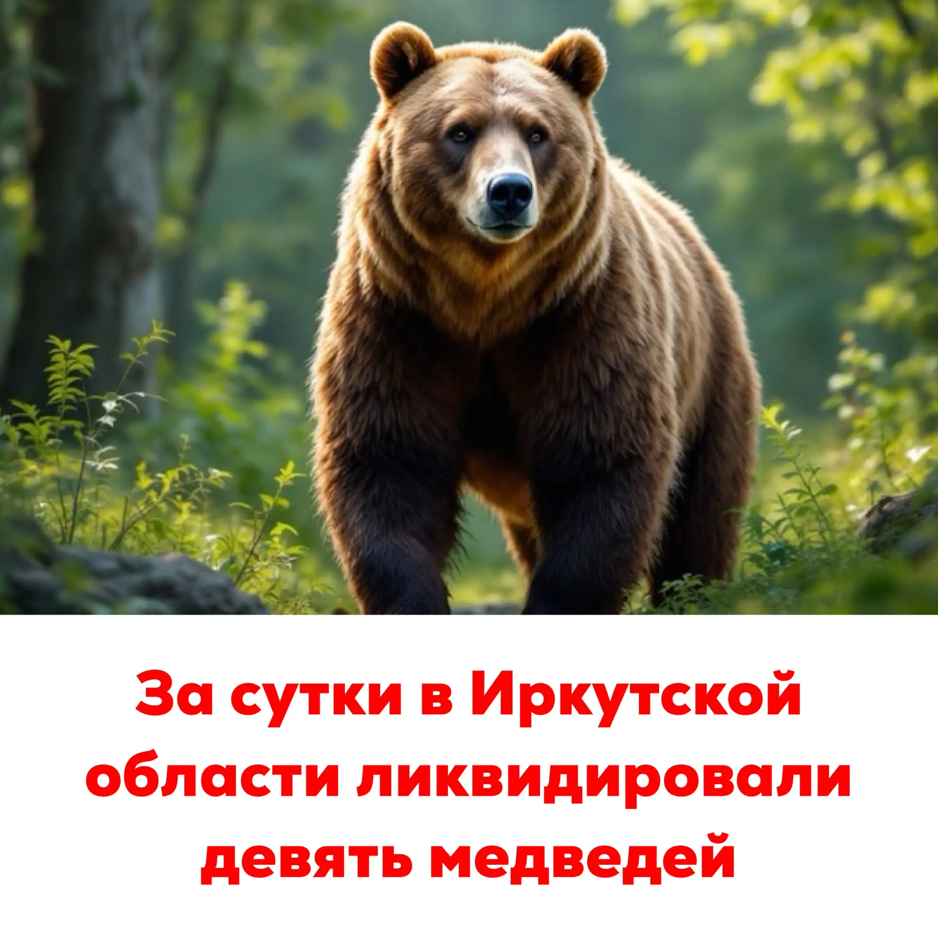 🔴За сутки в Иркутской области ликвидировали девять медведей
