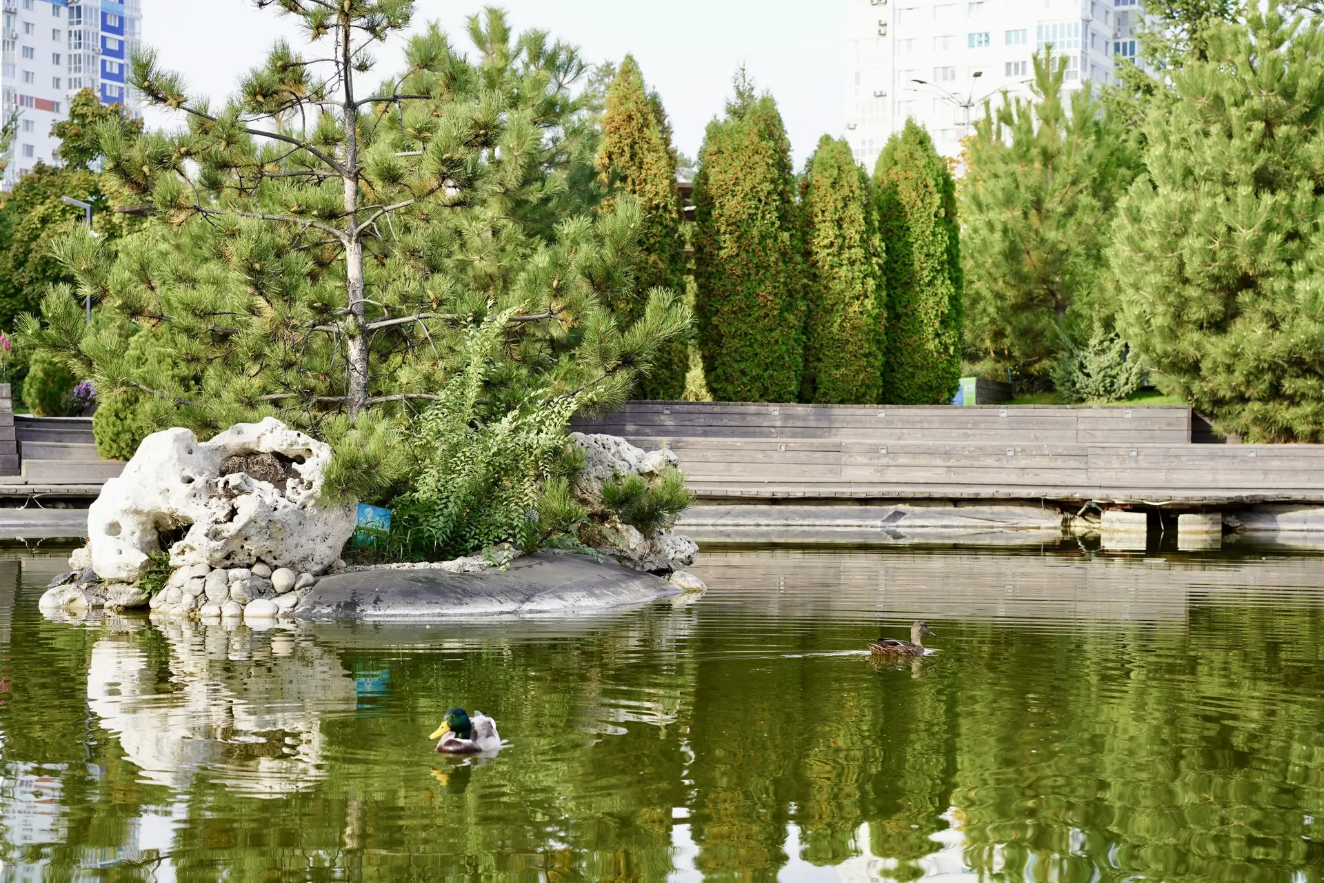 🥹 Кажется, уточкам у нас понравилось